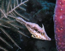 Slender filefish from Bonair. It was very shy. It took so... by Andrey Skripchenko 